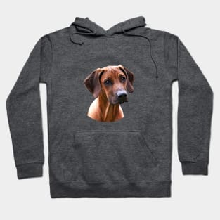 Rhodesian Ridgeback The Lion Hunting Dog Hoodie